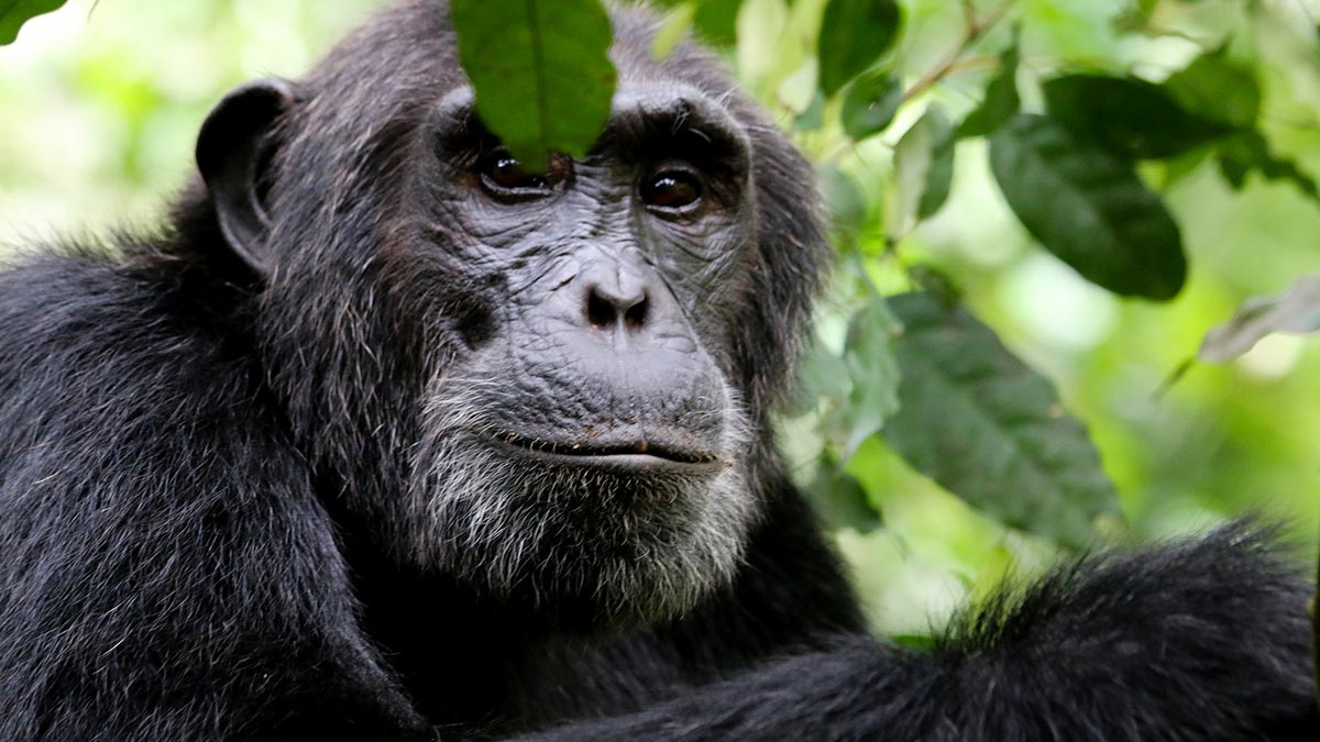 Sedate Africa Safaris Safaris Uganda Rwanda
