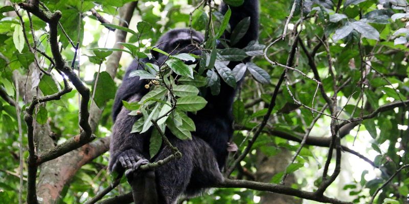 chimps-safari23 Nyungwe Forest