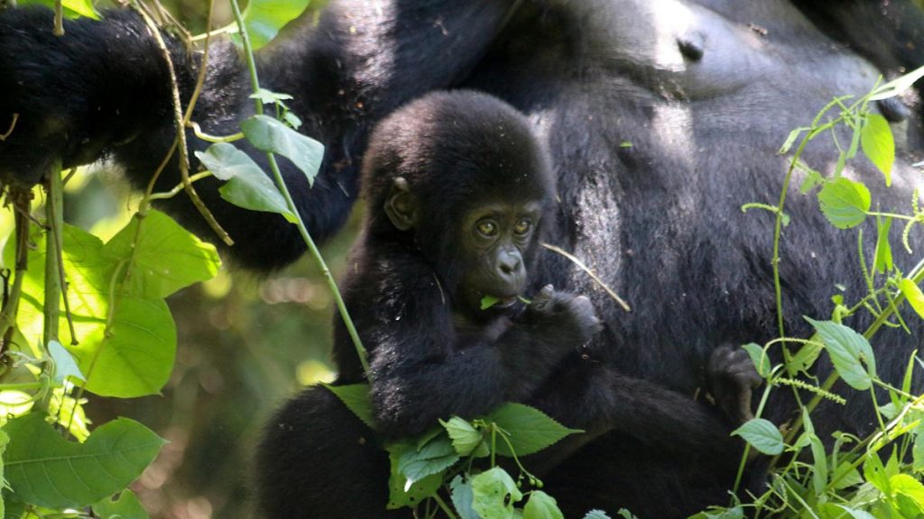 Uganda Wildlife Safari