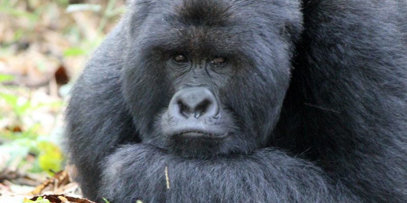 gorilla-trek-rwanda rwanda volcanoes national park gorillas