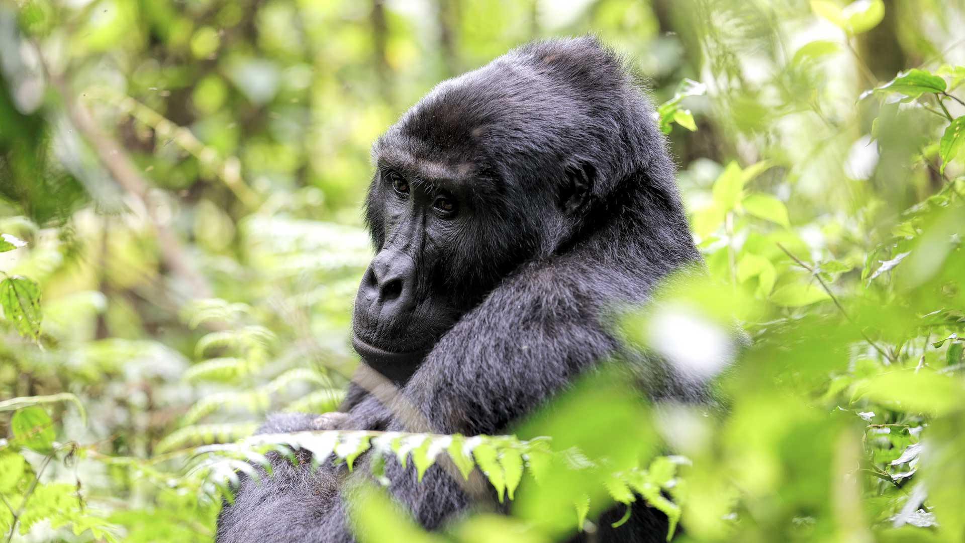Sedate Africa Safaris Safaris Uganda Rwanda