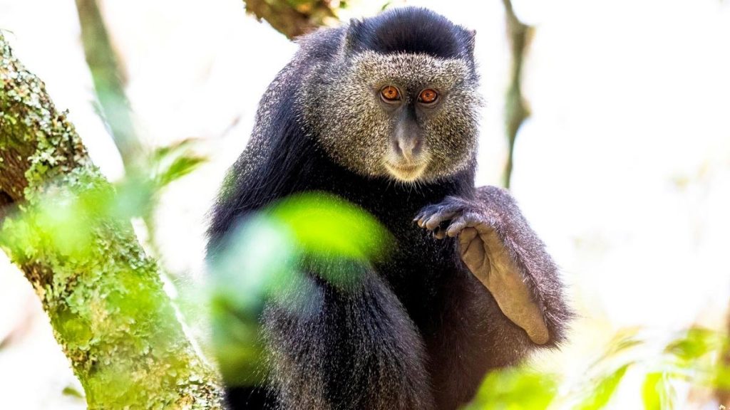Semuliki National Park wildife