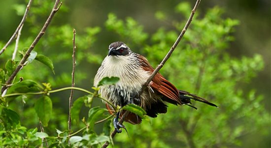 Birding-trips-Uganda