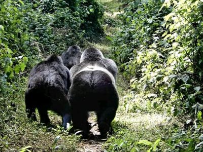 Gorilla Trekking in Bwindi Impenetrable