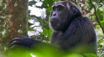 10 Days Chimp trekking Culture and Wildlife