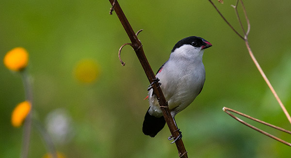 Rwanda-Birding-Tours