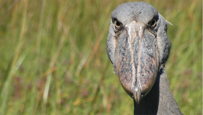 The Shoebill stork is one the most sought after birds in Uganda