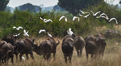 15 Days Classic Birding Tour in Uganda