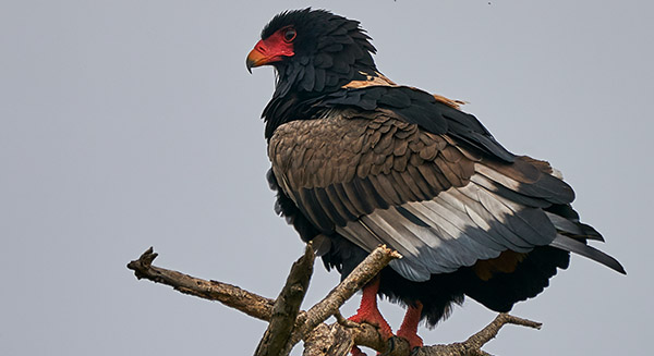 Uganda Birding Safari