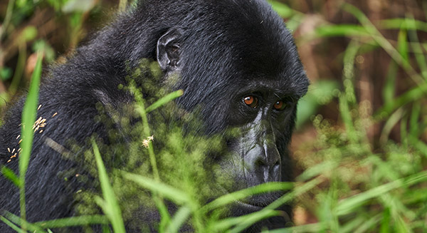 Uganda-safaris