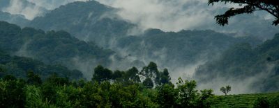 Bwindi Impenetrable Forest National Park In Uganda