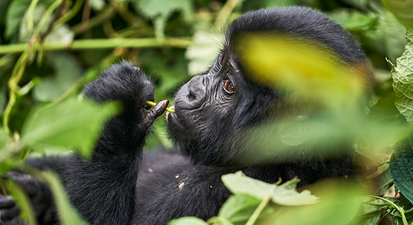 2 days flying gorilla tour in Uganda