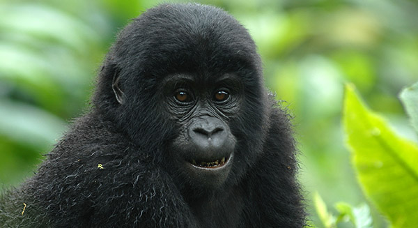 14 Days Gorilla Trekking & Savannah Expedition Tour