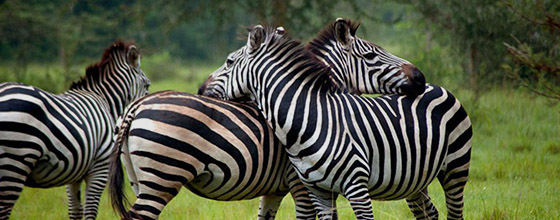 Lake-Mburo-Park