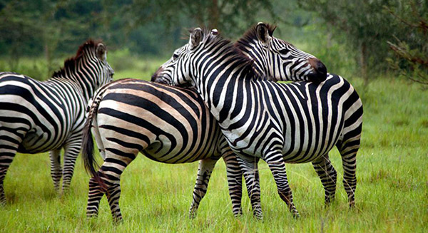 Lake-Mburo