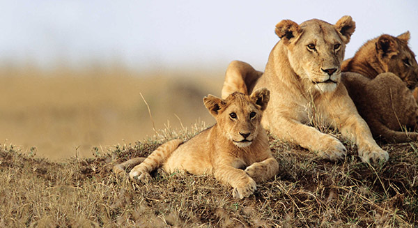 Masai-Mara