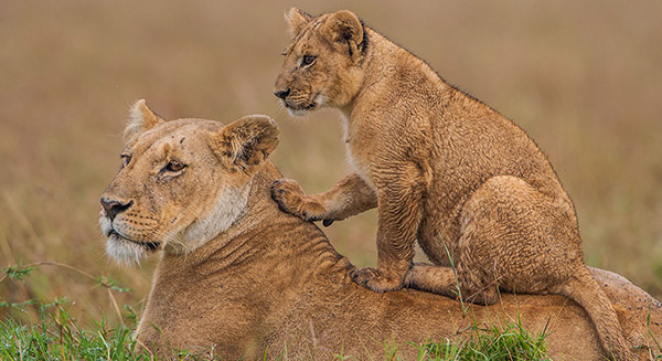 3 day masai mara safari