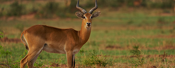 Murchison-Falls-Uganda