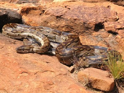 The rock python