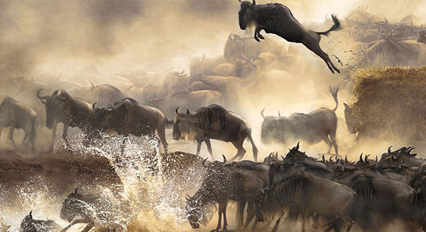 Wildebeest Migration Safari