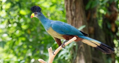 Birding in Mpanga Central Forest Reserve