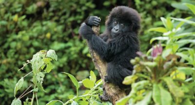 3 days gorilla trekking