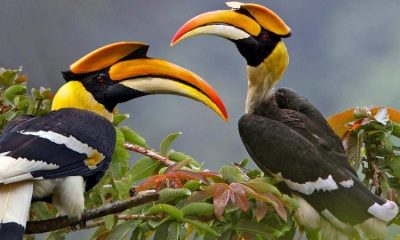 2 Days Bird watching & Wildlife Tour