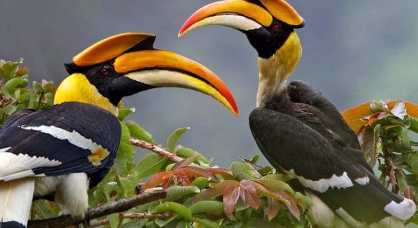 2 Days Bird watching & Wildlife Tour