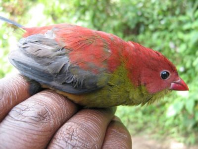 Shelley's Crimsonwing