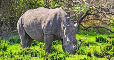 Ziwa Rhino Sanctuary