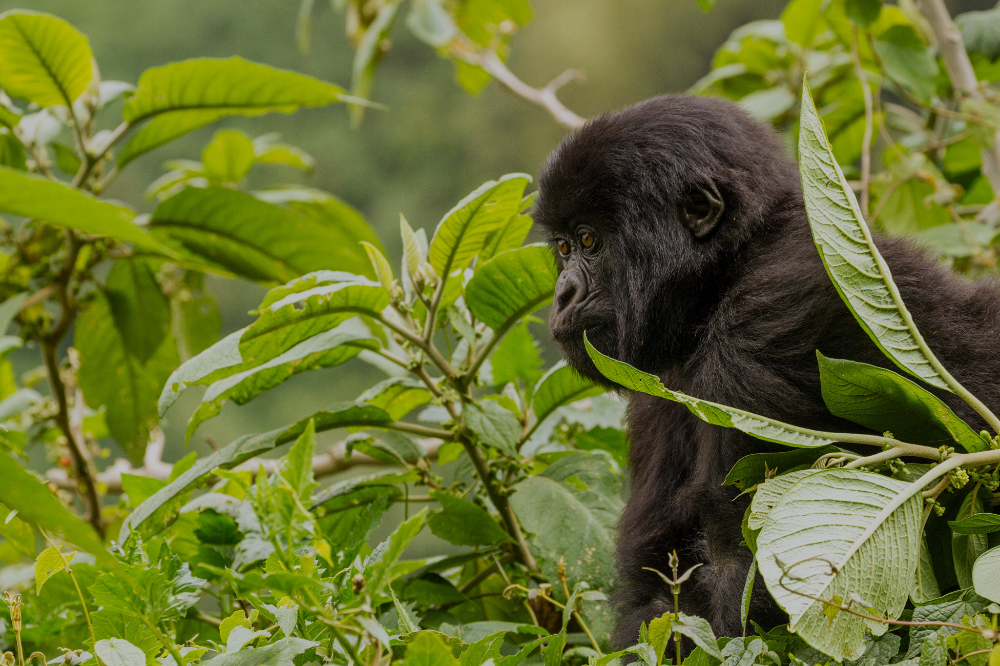 Sedate Africa Safaris